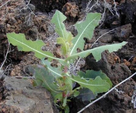 Lactuca Scario