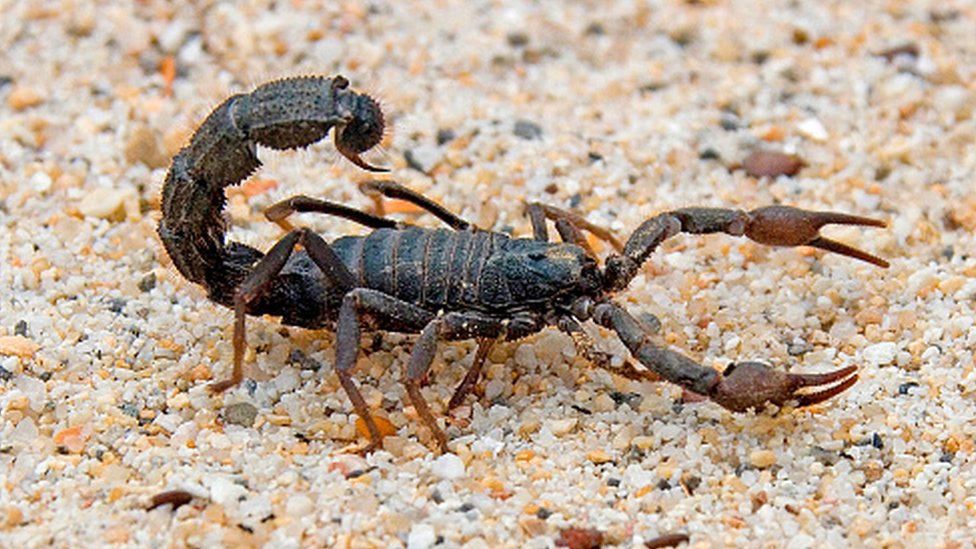 Scorpions