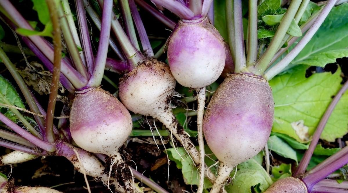 turnip