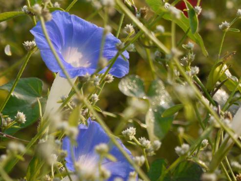Ipomoea hederacea