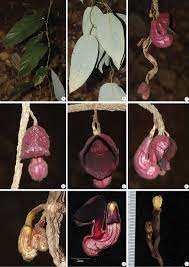 Aristolochia Longa, sarrasine