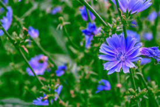 Chicory,kasni
