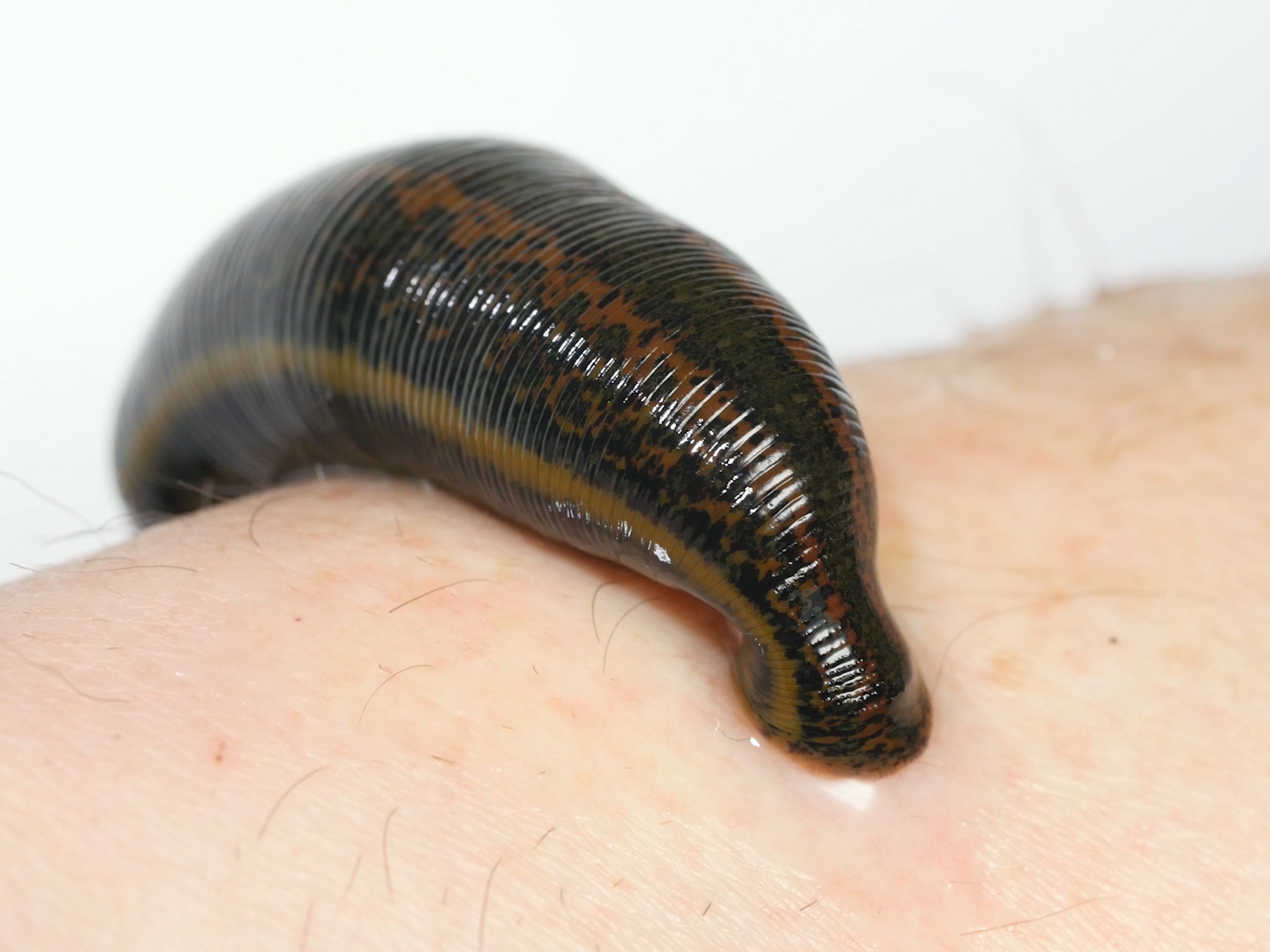 Leech,Leeches
