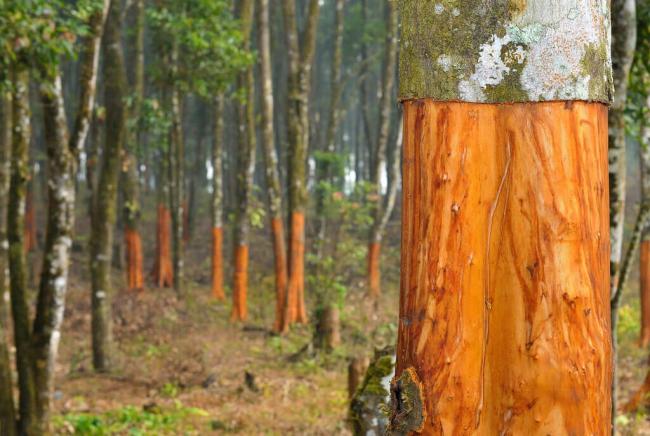 Cinnamon bark,Cinnamomum cassia,Chinese cassia