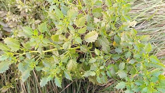 Withania coagulans